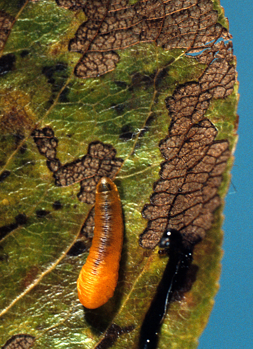  As the pear slug grows it becomes somewhat lighter in color, nearly orange-yellow. 