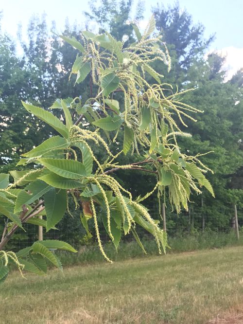 Chestnuts blooming