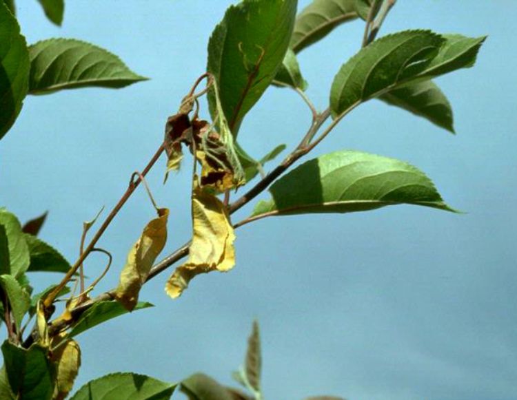 Photo 1. Fire blight on crabapple. Photo credit: William Jacobi, Colorado State University, Bugwood.org