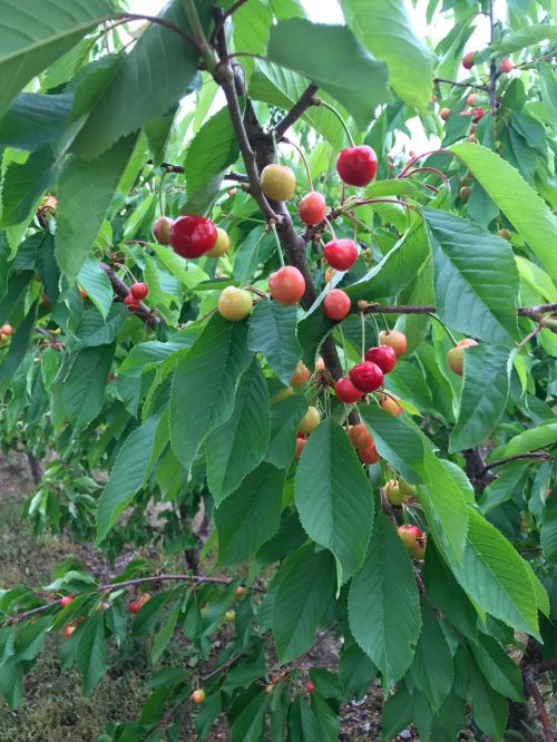 Close up of cherry buds on a tree.