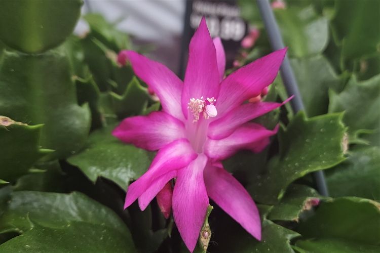 Holiday cactus blooming.