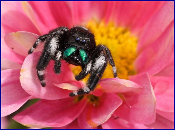 jumping spider