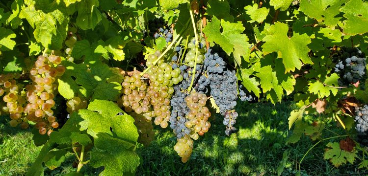 Grapes in a vineyard.