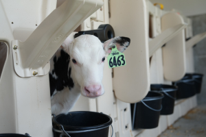 Can generative AI detect pain in calves?