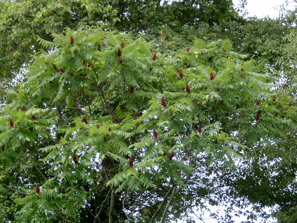 staghorn sumac