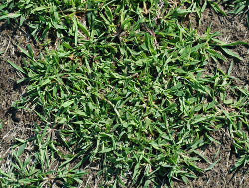  Smooth Crabgrass1.jpg 