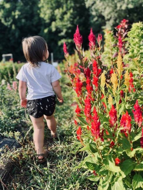 Little girl with dark hair walking down a row of red flowers