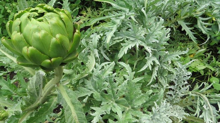 This Globe Artichoke was grown in a Michigan vegetable garden and is ready to be harvested. Photo credit: Sarah Rautio