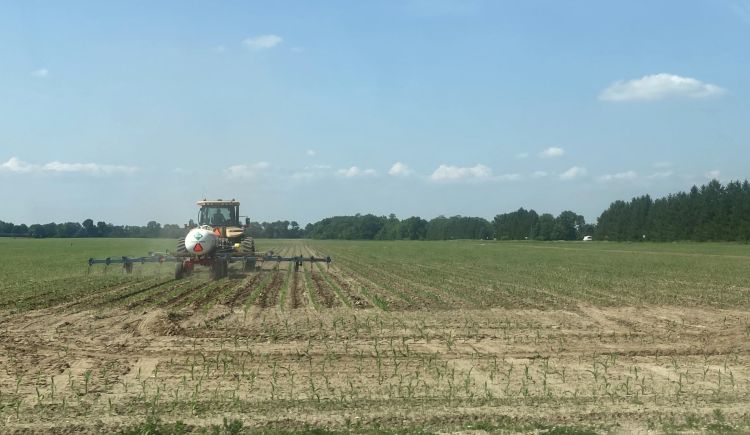 A tractor applying sidedress nitrogen to a corn field.