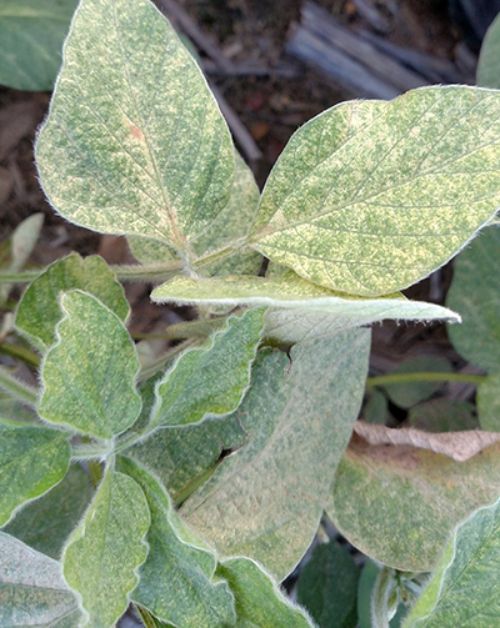 Classic spider-mite feeding injury symptoms. Initial leaf stippling, leading to leaf bronzing.