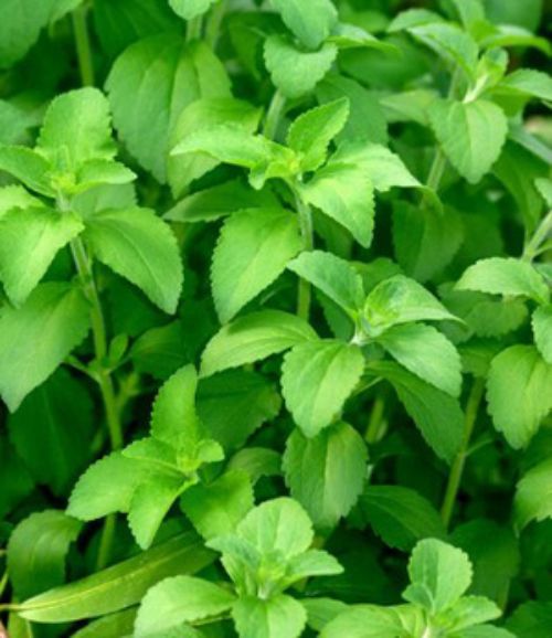 Stevia Plant