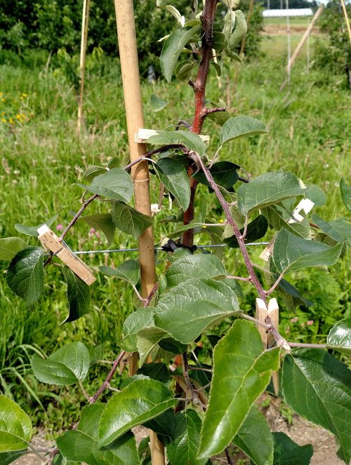 Upper new shoots are pinched and bent by spreading at the branch attachment followed by shoots that are longer and lower in this tree.