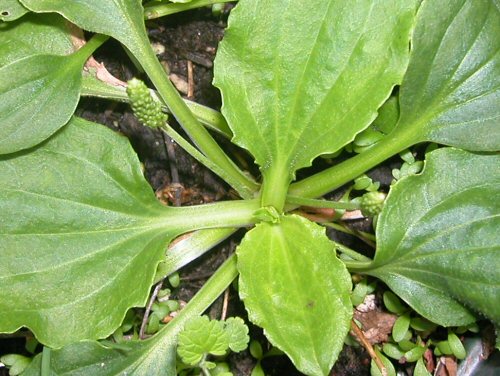  broadleaf plantain5.jpg 