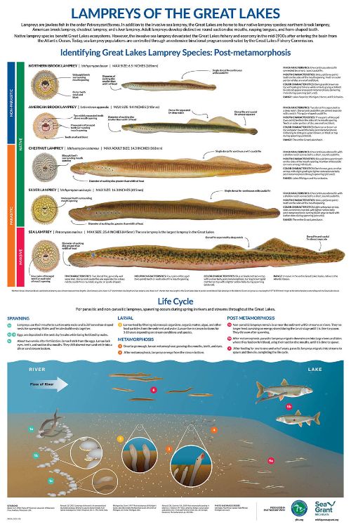 New poster offers detailed comparison of Great Lakes lamprey, showing native lamprey characteristics and sea lamprey characteristics.