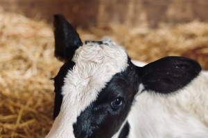 2024 Michigan Dairy Health Symposium - The Science of healthier calves