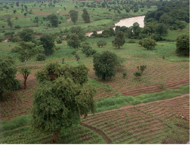 Trees outside of forests in central Malawi.