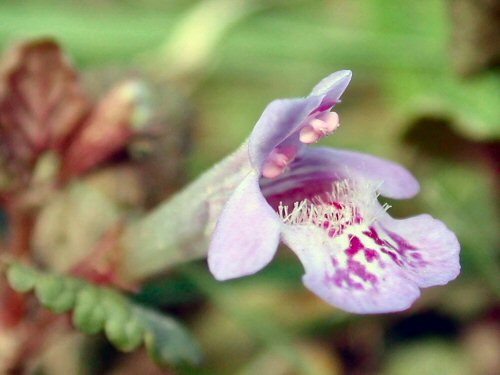  ground ivy5.jpg 