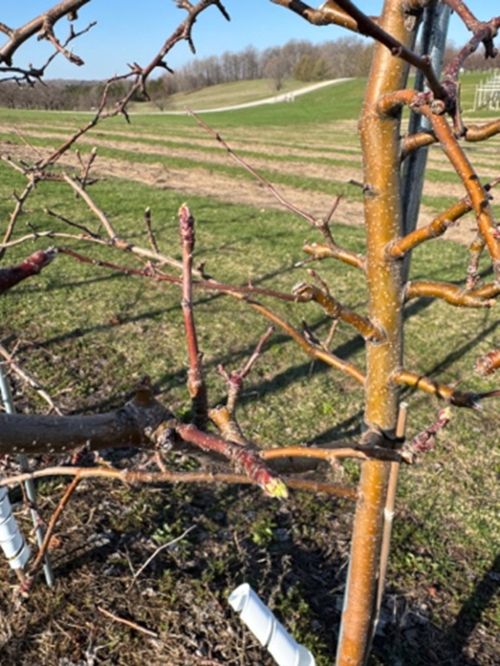 A Honeycrisp apple tree in April with buds starting to green.