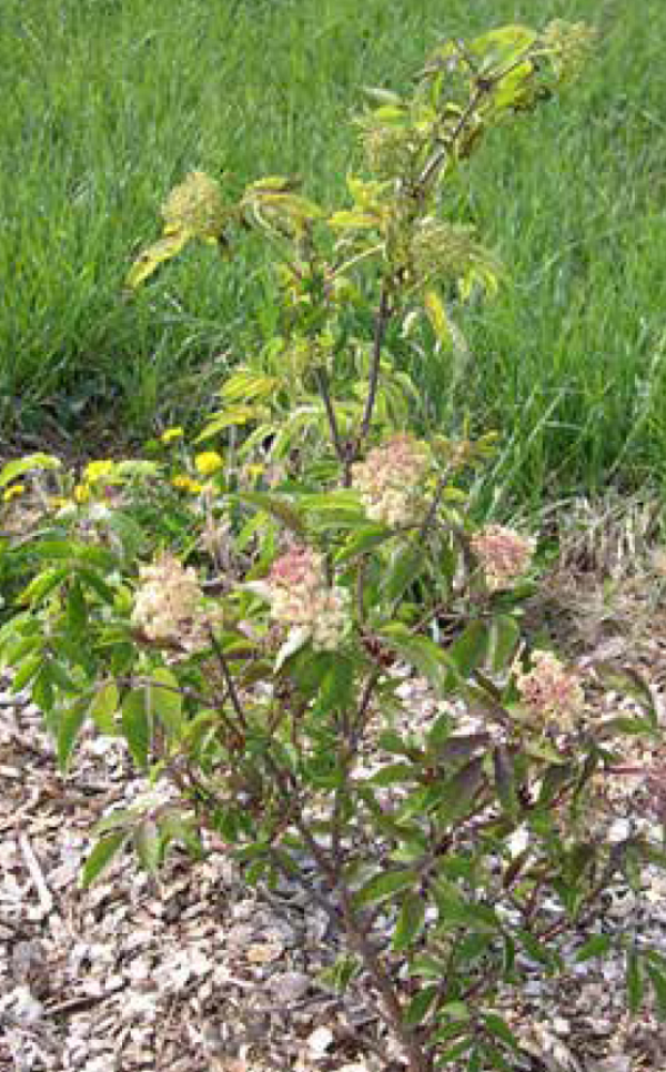 Red-berried elder