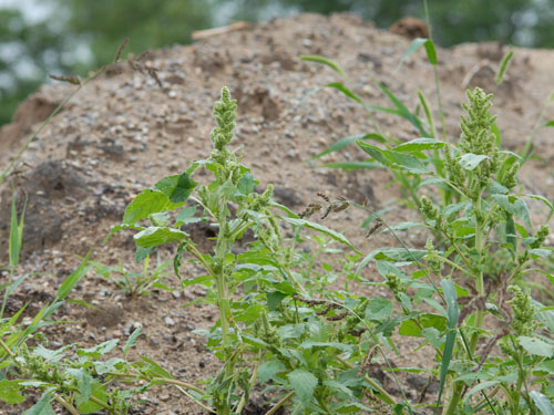  Redroot Pigweed4.jpg 