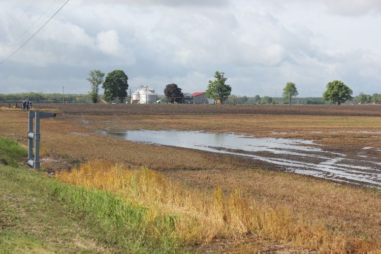 Flooded field