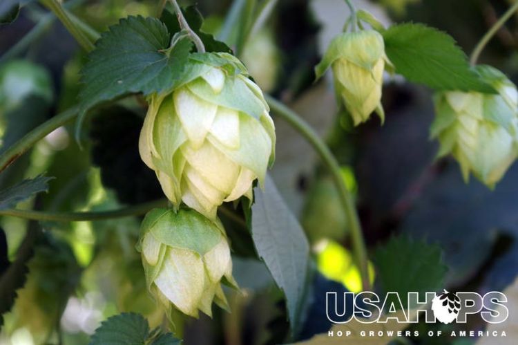 Hop Growers of America.