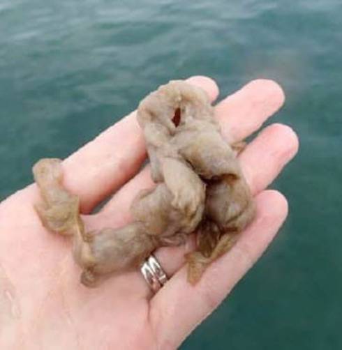 A hand holds some didymo, a type of algae.