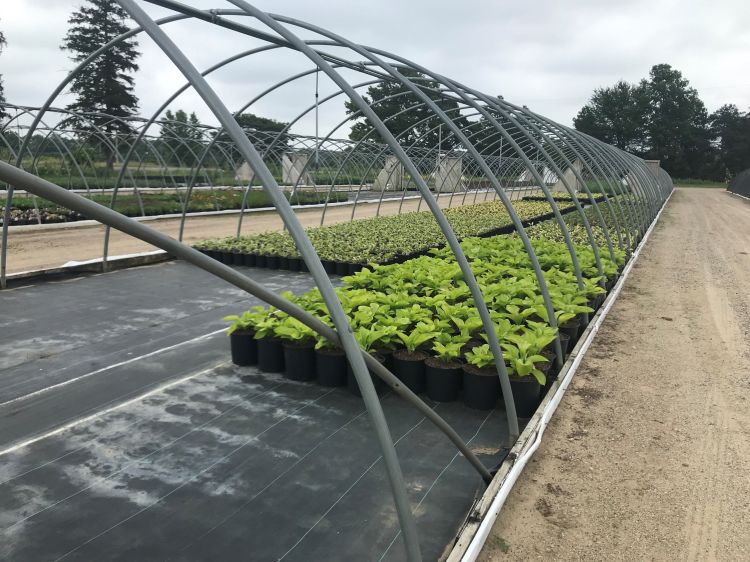 Nursery hoophouse