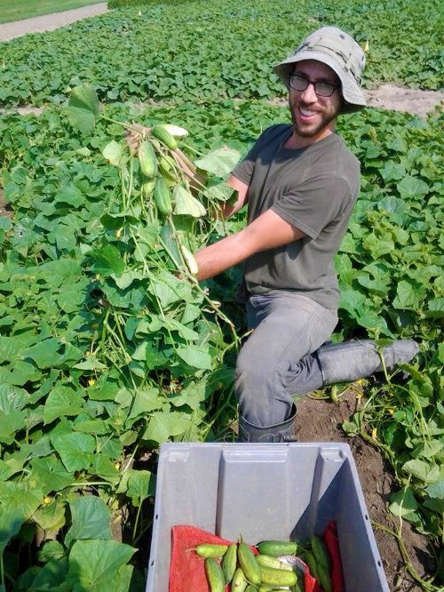 2014 pickle harvest at the Saginaw Valley Research and Extension Center.