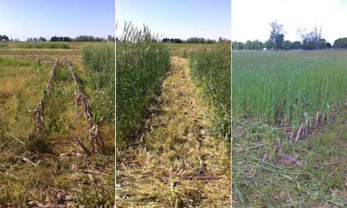 Picture taken at spring harvest time of an interseeded plot with corn stover harvested in the fall, stover-only plot and interseeded plot with corn stover.