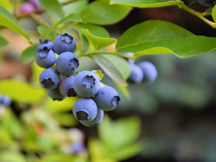 Blueberries