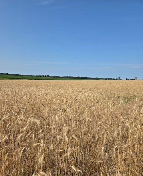 beige grains of rye with a blue sky