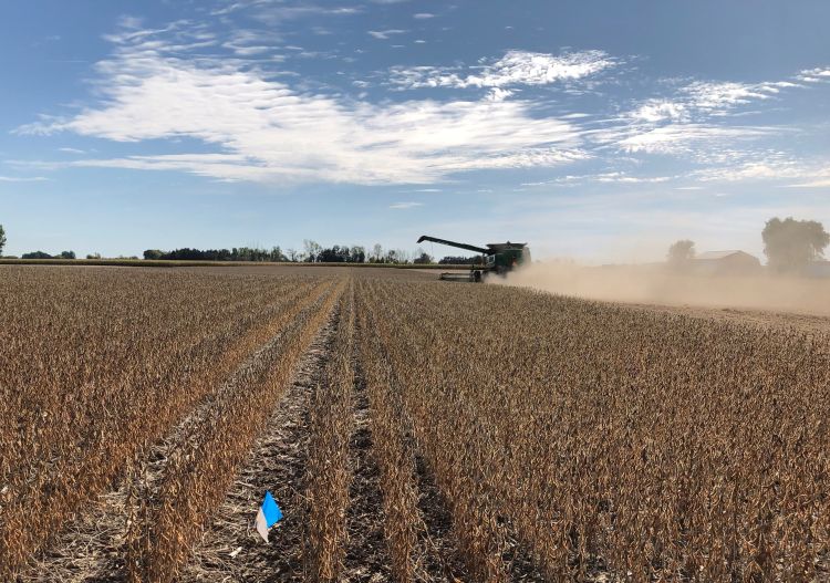 Soybean field