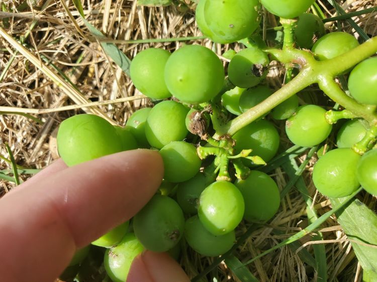 Grape berry moth damage to berries