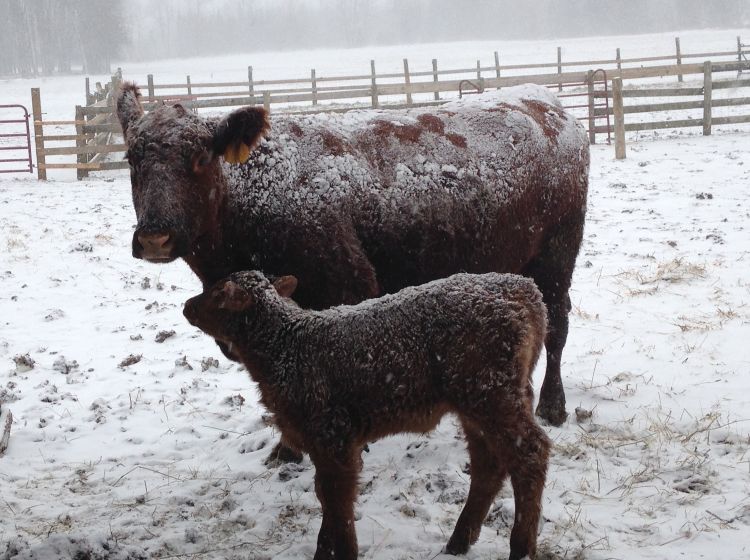 Cow and calf in Michigan’s U.P. (photo by Phil Durst)