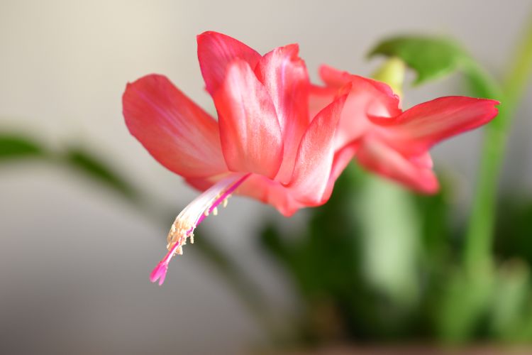 Holiday cactus