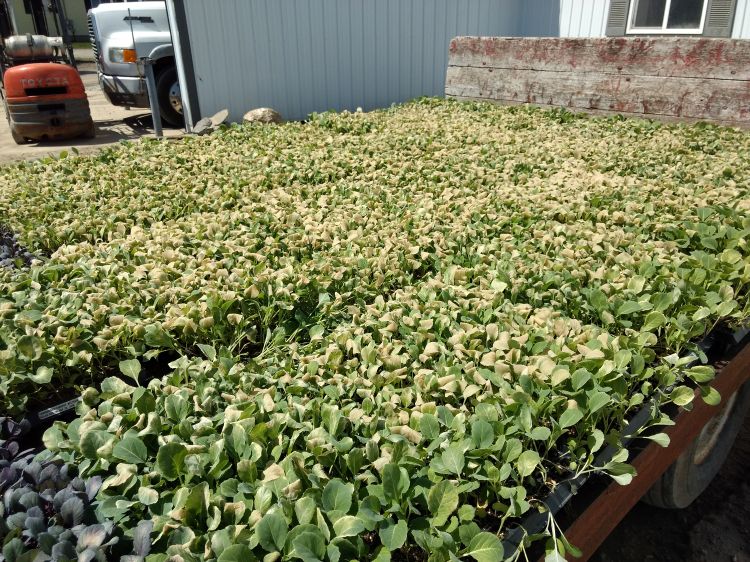 Bring your transplants inside when nighttime temperatures are predicted around freezing. These brassicas were nipped, but their growing points are still healthy. Photo: Ben Phillips, MSUE.