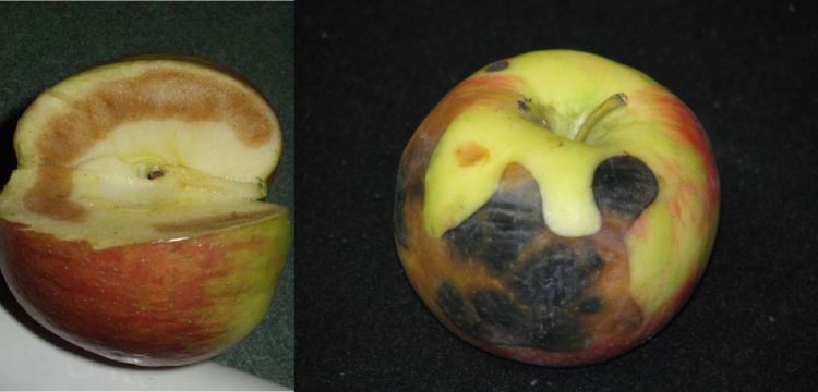 Honeycrisp fruit chilling injury