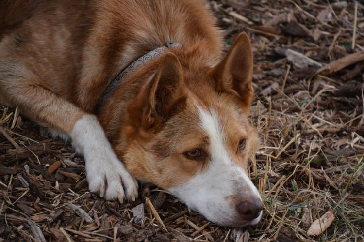 Dogs need extra care and attention to keep them healthy and safe in the winter months. Photo credit: ANR Communications | MSU Extension