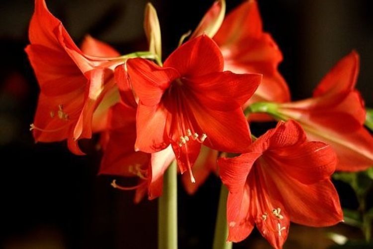 Amaryllis flowers