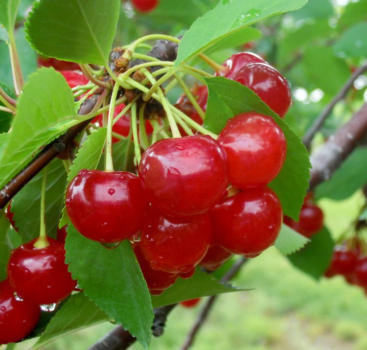 Ripe Montmorency tart cherries are attractive to female spotted wing Drosophila. Protect your fruit before harvest. The longer ripe fruit hangs on the tree, the greater the risk. All photos by Mark Longstroth, MSU Extension.