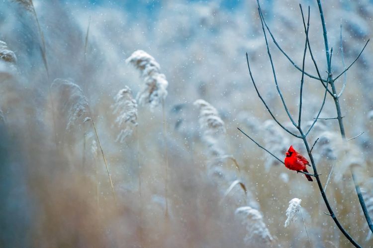 Cardinal