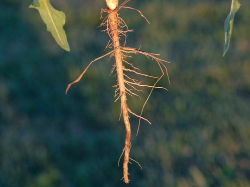  chicory8.jpg 