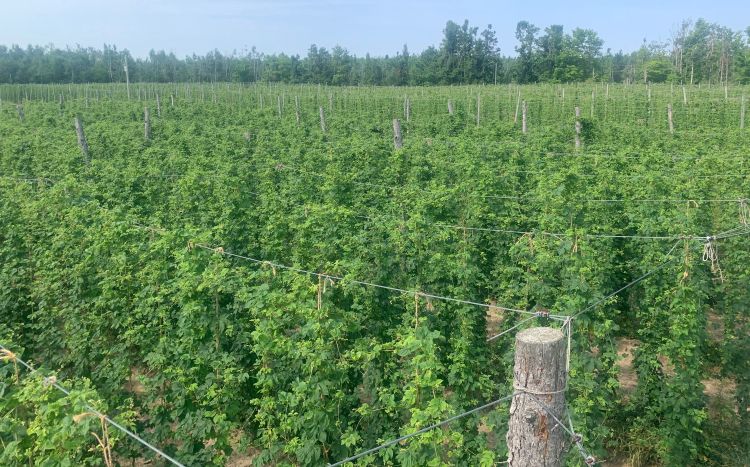 A hop farm.