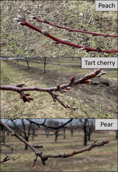 Peach, tart cherry and pear branches.