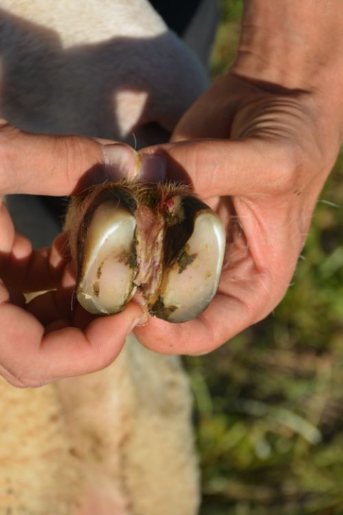 A case of interdigital dermatitis; the infection has not invaded the hoof extensively.