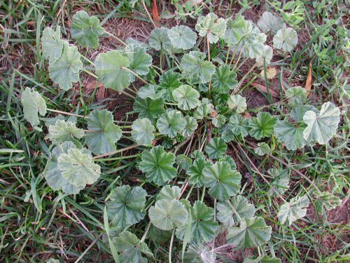  common mallow1.jpg 