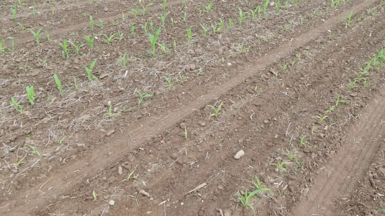 Uneven corn emergence