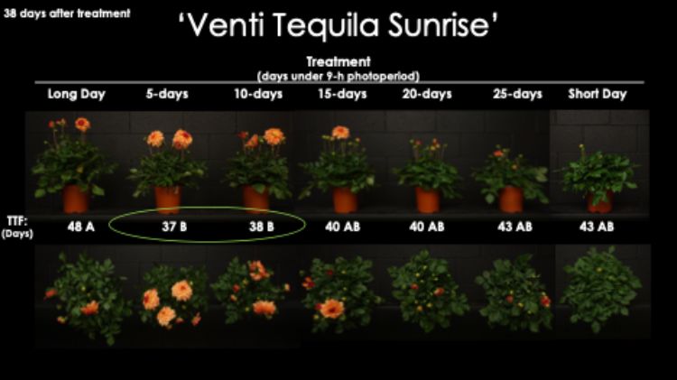 A black-background research figure titled “‘Venti Tequila Sunrise’” showing potted dahlia plants 38 days after treatment under different photoperiod lengths (Long Day, 5, 10, 15, 20, 25 days, and Short Day). Plants under 5- and 10-day treatments (circled) show earlier flowering, while longer treatments and short-day conditions show varying bloom development and more vegetative growth. A lower row provides closer views of each plant treatment for comparison.