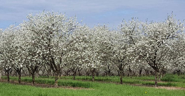 Montmorency tart cherries are in full bloom